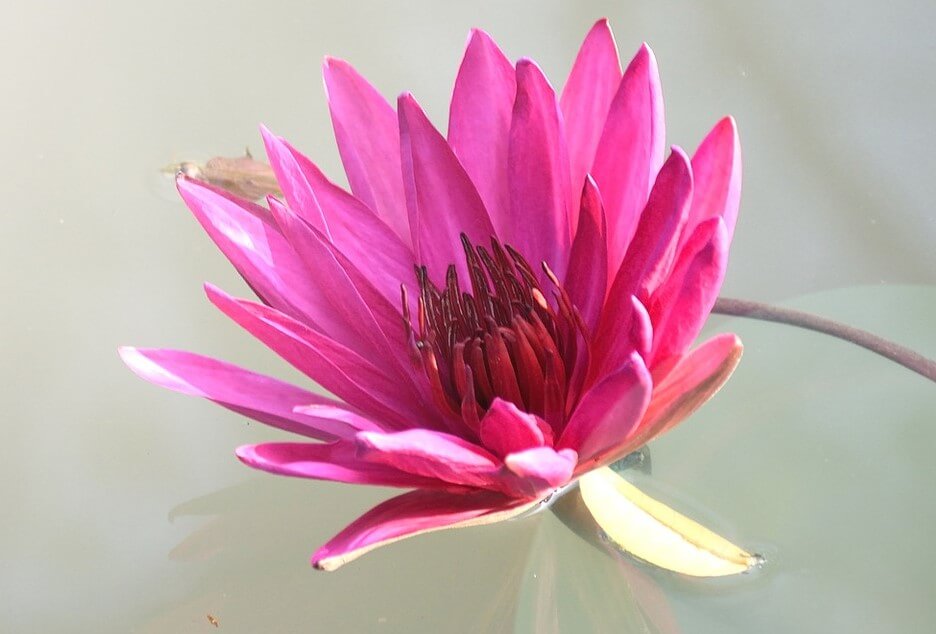 Duży, różowy kwiat flora na szarym tle.