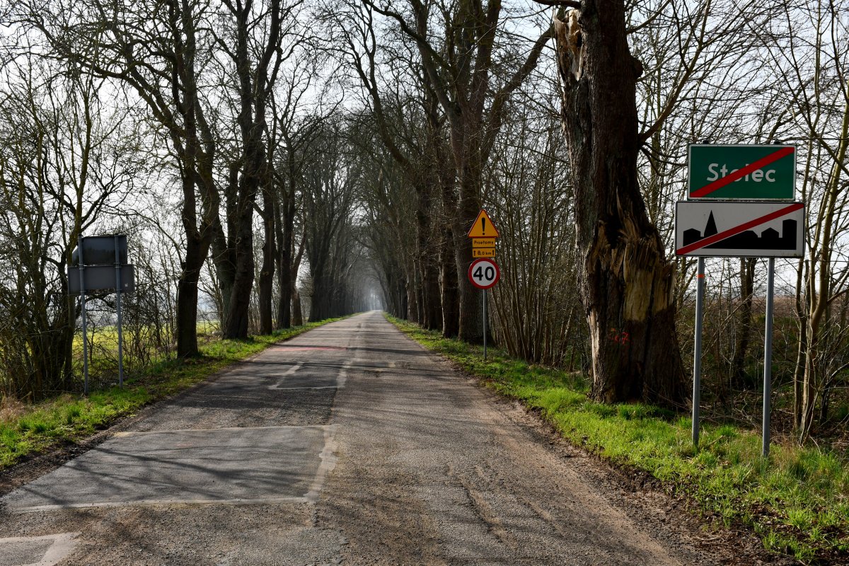Droga na środku, po bokach drzewa