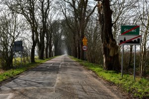 Droga na środku, po bokach drzewa