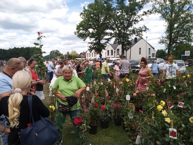 Stoisko z sadzonkami róż